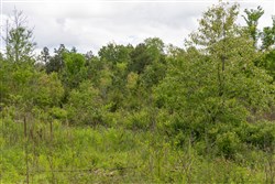 Sleepy Hollow Phase II Tract 104