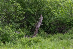Sleepy Hollow Phase II Tract 104