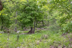 Sleepy Hollow Phase II Tract 107