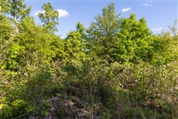 Sleepy Hollow Phase II Tract 60