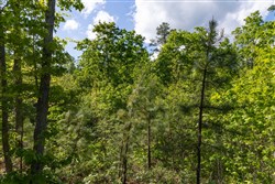 Sleepy Hollow Phase II Tract 63
