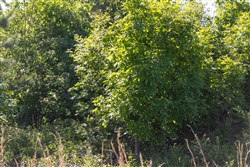 Sleepy Hollow Phase II Tract 64