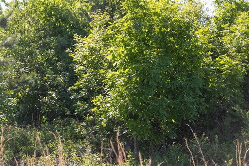 Sleepy Hollow Phase II Tract 64