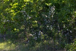 Sleepy Hollow Phase II Tract 64