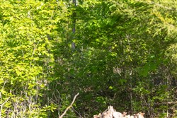 Sleepy Hollow Phase II Tract 65