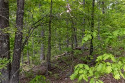 Sleepy Hollow Phase II Tract 67