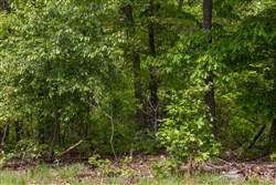 Sleepy Hollow Phase II Tract 67
