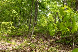 Sleepy Hollow Phase II Tract 67