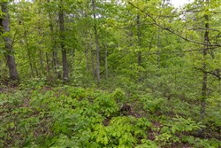 Sleepy Hollow Phase II Tract 68