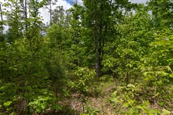 Sleepy Hollow Phase II Tract 68
