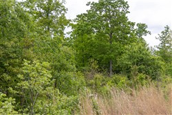 Sleepy Hollow Phase II Tract 70