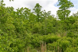 Sleepy Hollow Phase II Tract 71