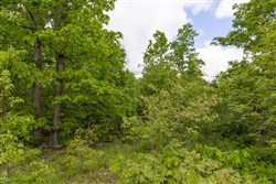 Sleepy Hollow Phase II Tract 71