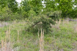 Sleepy Hollow Phase II Tract 72