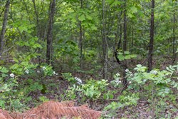 Sleepy Hollow Phase II Tract 74