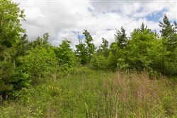 property photo for Sleepy Hollow Phase II Tract 75, 5.68 acres for sale in Texas County, Missouri
