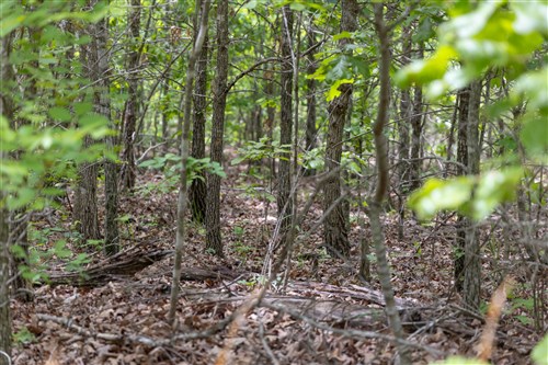 Sleepy Hollow Phase II Tract 76