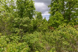 Sleepy Hollow Phase II Tract 77
