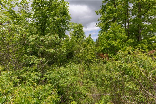 Sleepy Hollow Phase II Tract 77