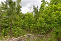 Sleepy Hollow Phase II Tract 78