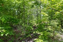 Sleepy Hollow Phase II Tract 78