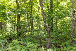 Sleepy Hollow Phase II Tract 79