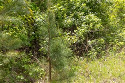 Sleepy Hollow Phase II Tract 79