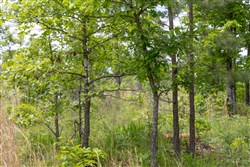 Sleepy Hollow Phase II Tract 82