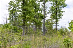 Sleepy Hollow Phase II Tract 82