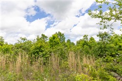 Sleepy Hollow Phase II Tract 84