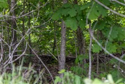 Sleepy Hollow Phase II Tract 84