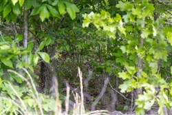 Sleepy Hollow Phase II Tract 84