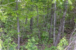 Sleepy Hollow Phase II Tract 86