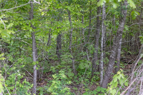 Sleepy Hollow Phase II Tract 86
