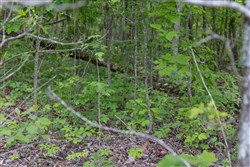 Sleepy Hollow Phase II Tract 86