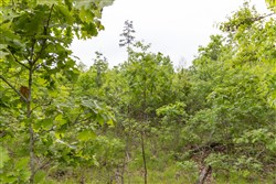 Sleepy Hollow Phase II Tract 89