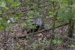 Sleepy Hollow Phase II Tract 89