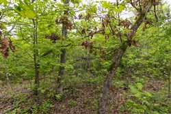 Sleepy Hollow Phase II Tract 90