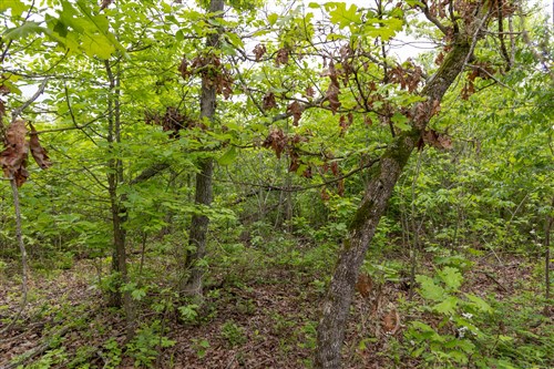 Sleepy Hollow Phase II Tract 90