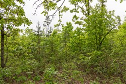 Sleepy Hollow Phase II Tract 90