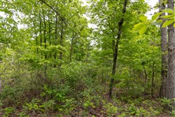 Sleepy Hollow Phase II Tract 90