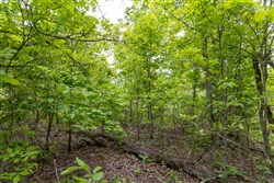 Sleepy Hollow Phase II Tract 91