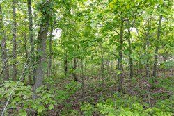 Sleepy Hollow Phase II Tract 91
