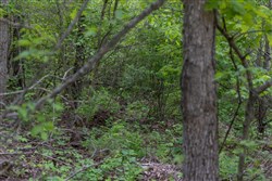Sleepy Hollow Phase II Tract 92