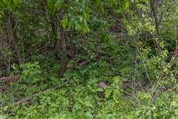 Sleepy Hollow Phase II Tract 92