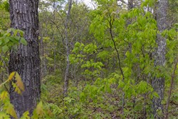 Sleepy Hollow Phase II Tract 93