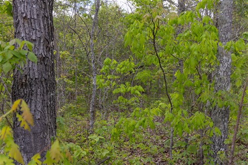 Sleepy Hollow Phase II Tract 93