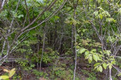 Sleepy Hollow Phase II Tract 93