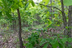 Sleepy Hollow Phase II Tract 97