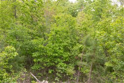 Sleepy Hollow Phase II Tract 98